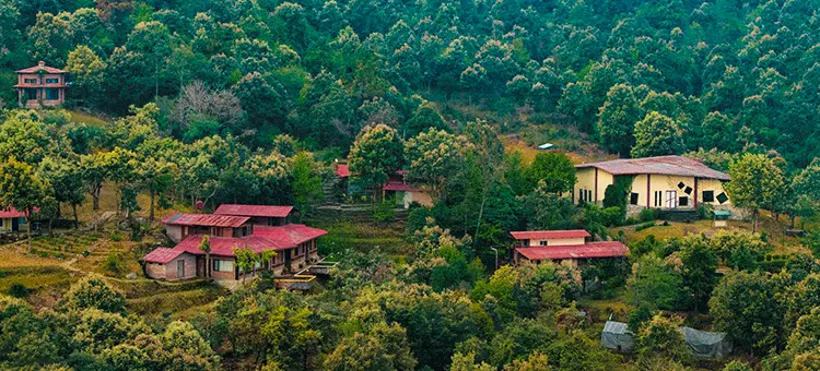 The forest surrounding the Misty Mountains estate