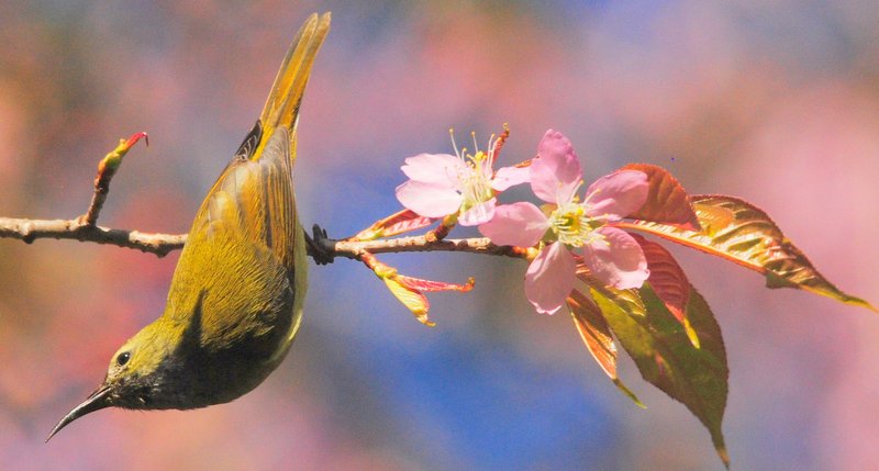 Of Cherry Blossoms, Feathery friends, Himalayan vistas, and the Eternal quest…