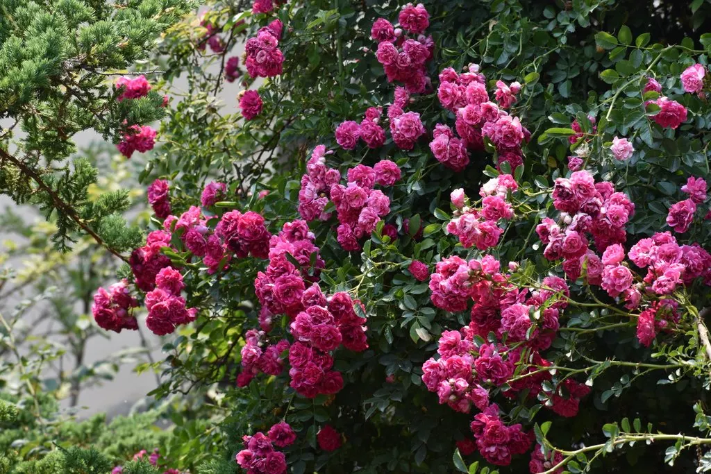 Spring Season