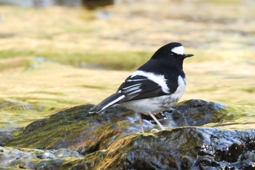 Birding at Baans Pathan near Misty Homestay